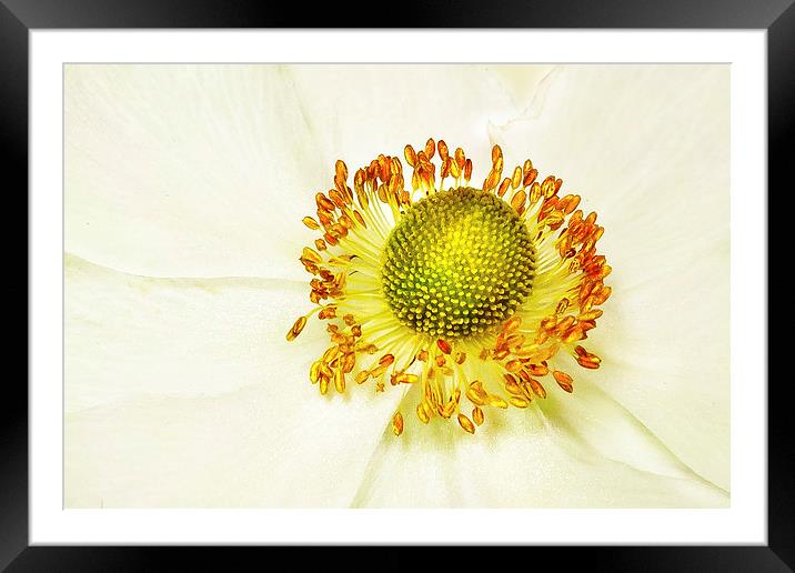 yellow on white Framed Mounted Print by Doug McRae