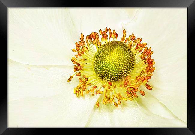 yellow on white Framed Print by Doug McRae