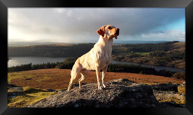 Dartmoor Conqueror Framed Print by Emily Pantoja