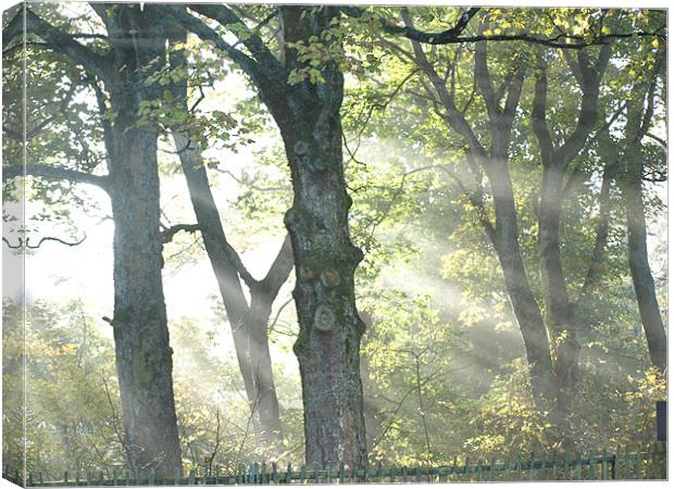 Misty trees Canvas Print by Dave Menzies