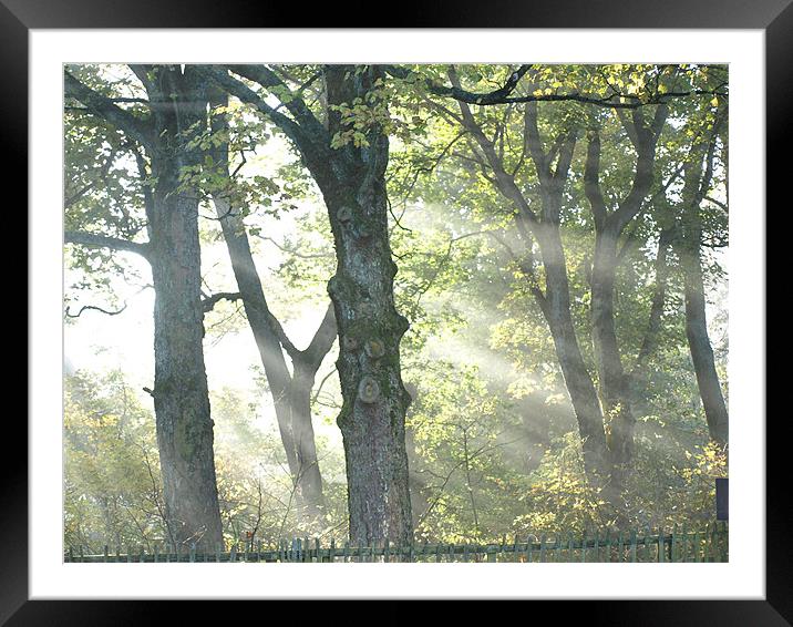 Misty trees Framed Mounted Print by Dave Menzies