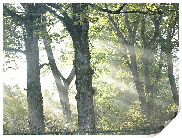 Misty trees Print by Dave Menzies