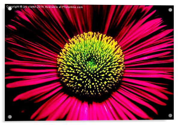 flower power Acrylic by jay clarke