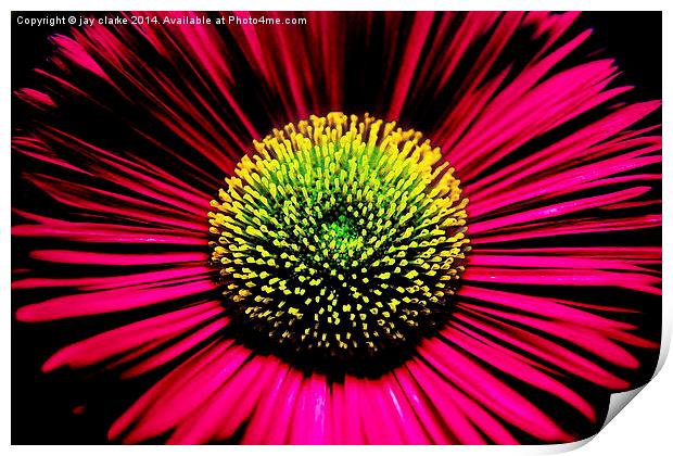 flower power Print by jay clarke