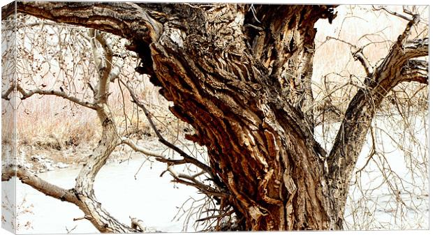 Tree 0803 Canvas Print by Don Brady