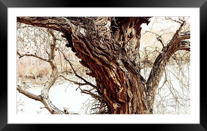 Tree 0803 Framed Mounted Print by Don Brady
