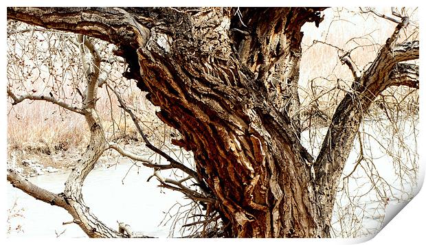 Tree 0803 Print by Don Brady