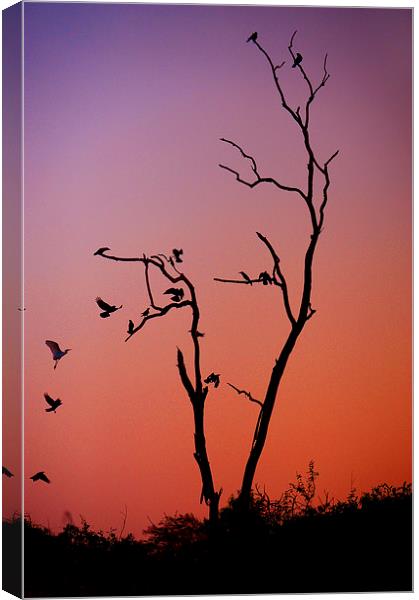 Mysterious Sunset with Solo of the Tree and Choir  Canvas Print by Jenny Rainbow