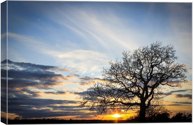 Lone Tree Sunset Canvas Print by I Burns