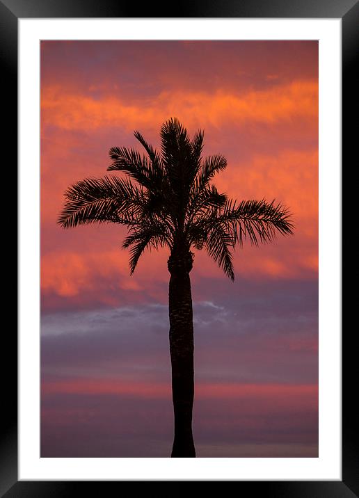 Palm Silhouette Framed Mounted Print by I Burns