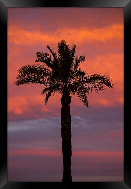Palm Silhouette Framed Print by I Burns