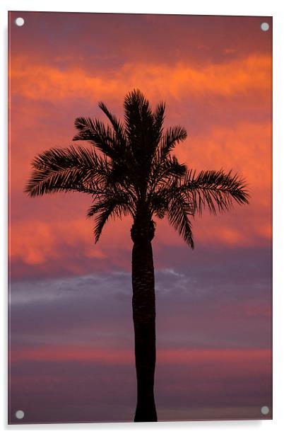 Palm Silhouette Acrylic by I Burns