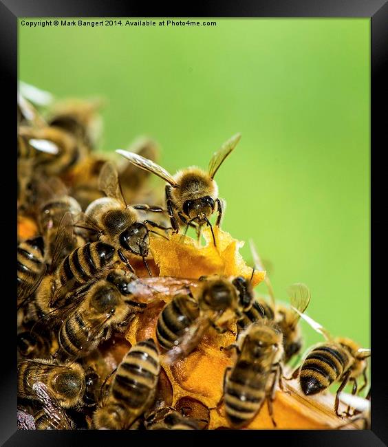 Busy Bees Framed Print by Mark Bangert