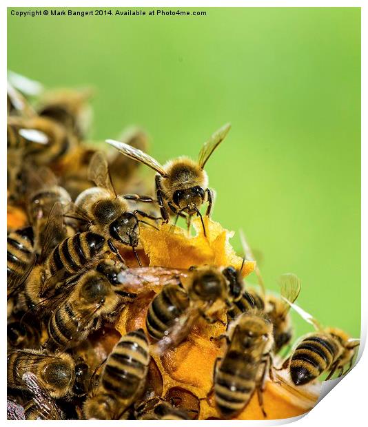 Busy Bees Print by Mark Bangert