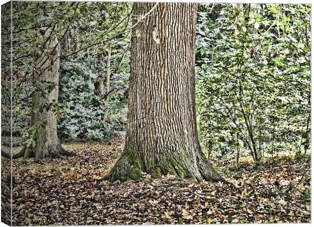 Forest Canvas Print by Sharon Lisa Clarke