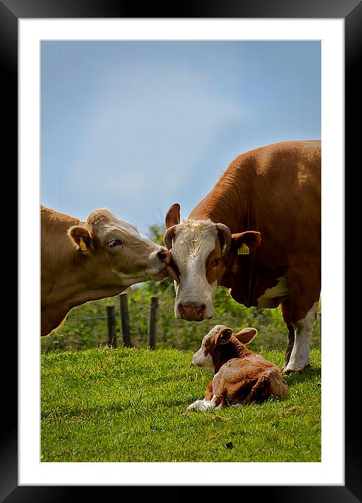 Kissin cows Framed Mounted Print by Jim Jones