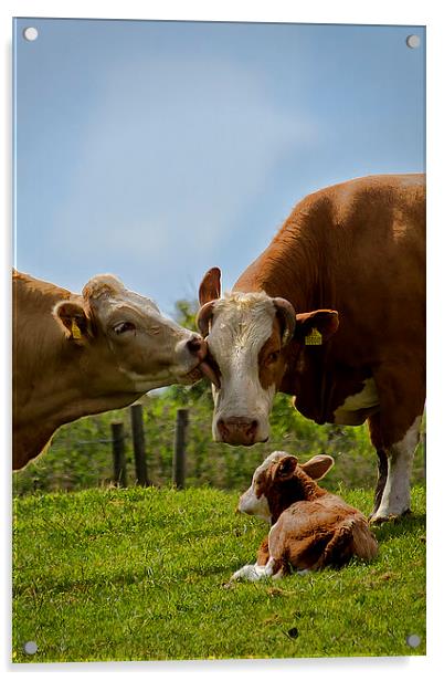 Kissin cows Acrylic by Jim Jones