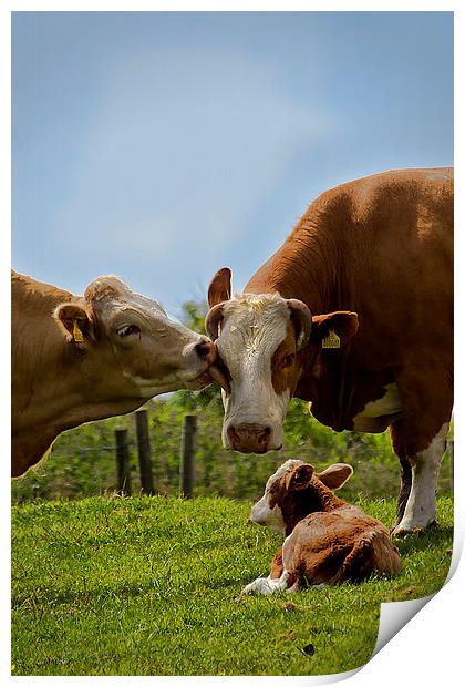 Kissin cows Print by Jim Jones