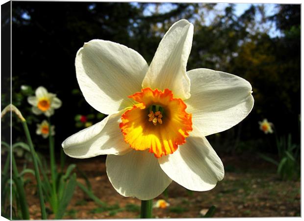 White/Yellow/Orange Daffodil Canvas Print by George Thurgood Howland