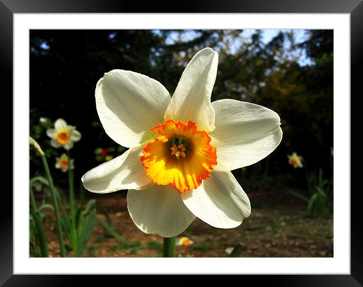 White/Yellow/Orange Daffodil Framed Mounted Print by George Thurgood Howland