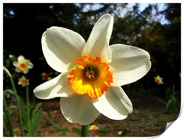 White/Yellow/Orange Daffodil Print by George Thurgood Howland