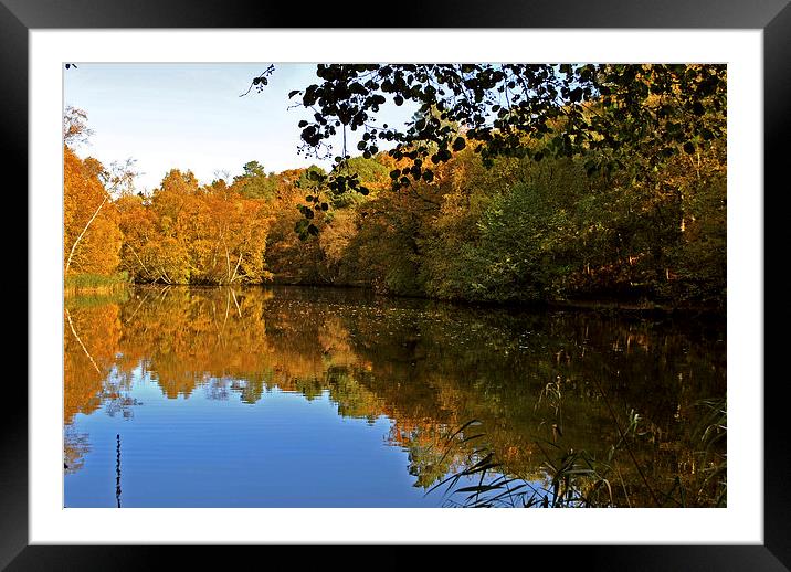 Stockgrove Lake  in Autumn Framed Mounted Print by graham young