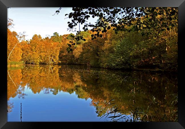 Stockgrove Lake  in Autumn Framed Print by graham young