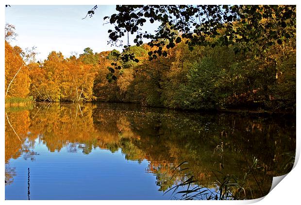 Stockgrove Lake  in Autumn Print by graham young