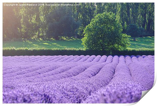 Rows of Lavender Print by James Rowland