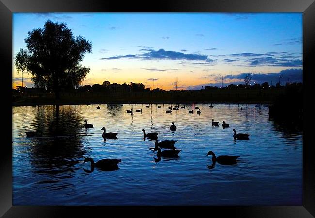 Blackheath Duck Pond at sunset Framed Print by Stephanie Chapman