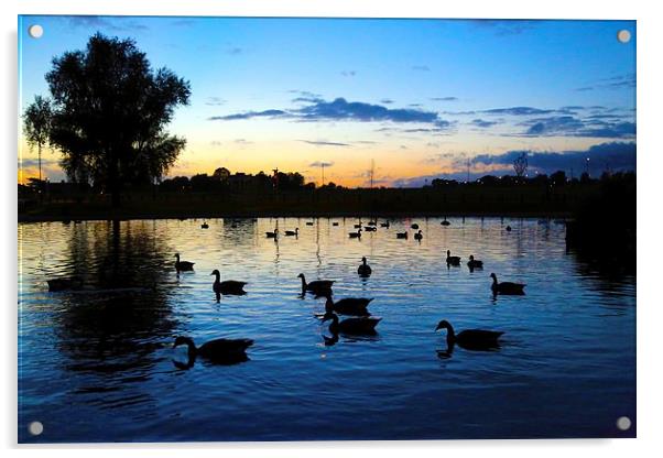 Blackheath Duck Pond at sunset Acrylic by Stephanie Chapman
