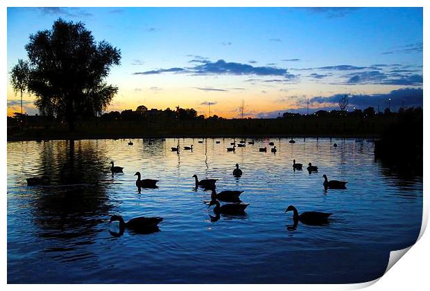 Blackheath Duck Pond at sunset Print by Stephanie Chapman