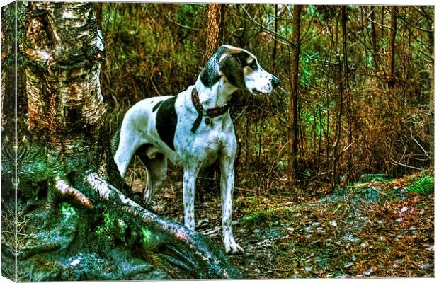 hound Canvas Print by Doug McRae