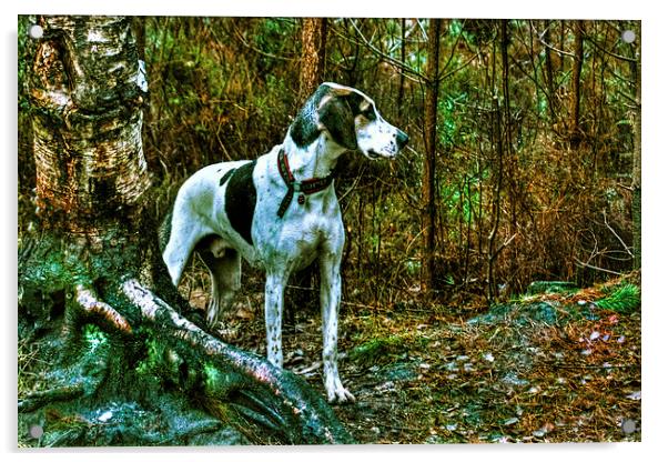 hound Acrylic by Doug McRae