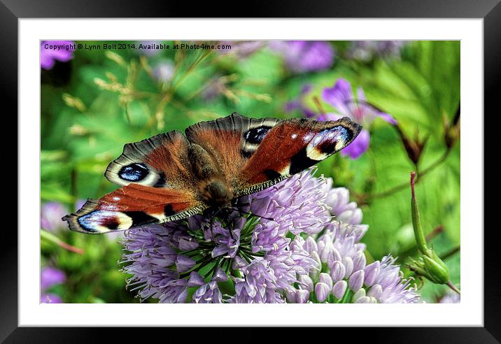 Peacock Butterfly Framed Mounted Print by Lynn Bolt