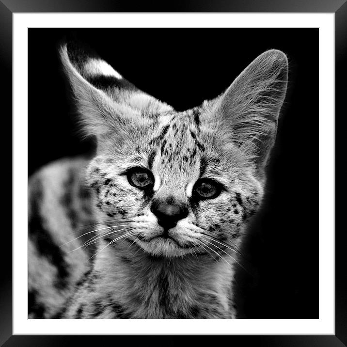 Serval Kitten Framed Mounted Print by Selena Chambers