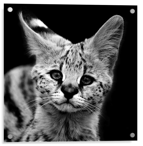 Serval Kitten Acrylic by Selena Chambers