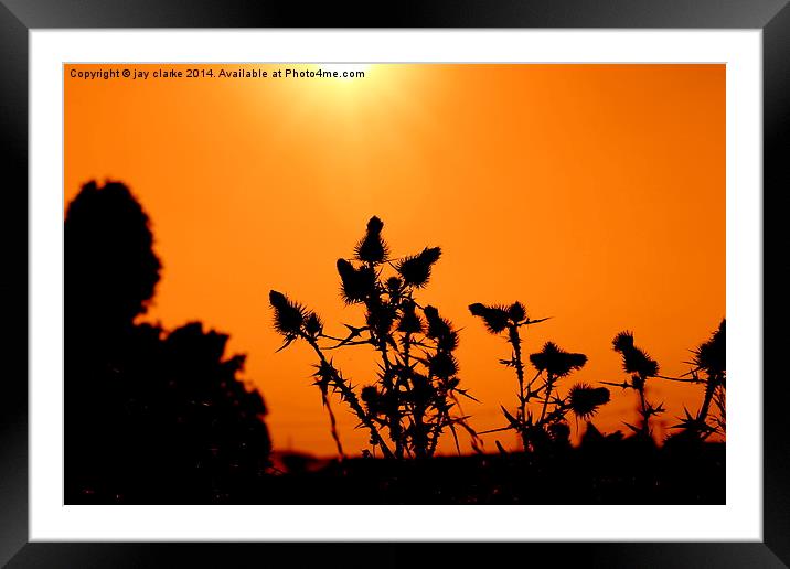 milk thistle at sunset Framed Mounted Print by jay clarke