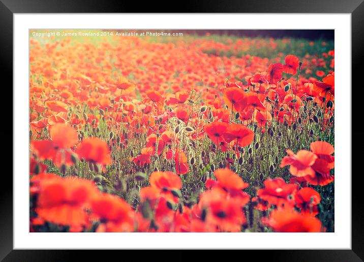 Poppy Love Framed Mounted Print by James Rowland