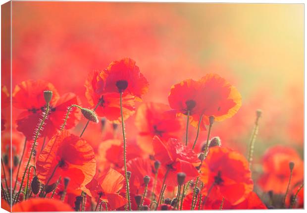 Poppies Canvas Print by James Rowland
