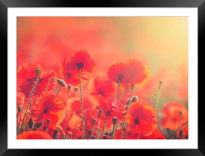 Poppies Framed Mounted Print by James Rowland