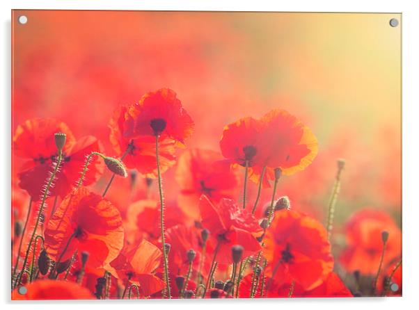Poppies Acrylic by James Rowland