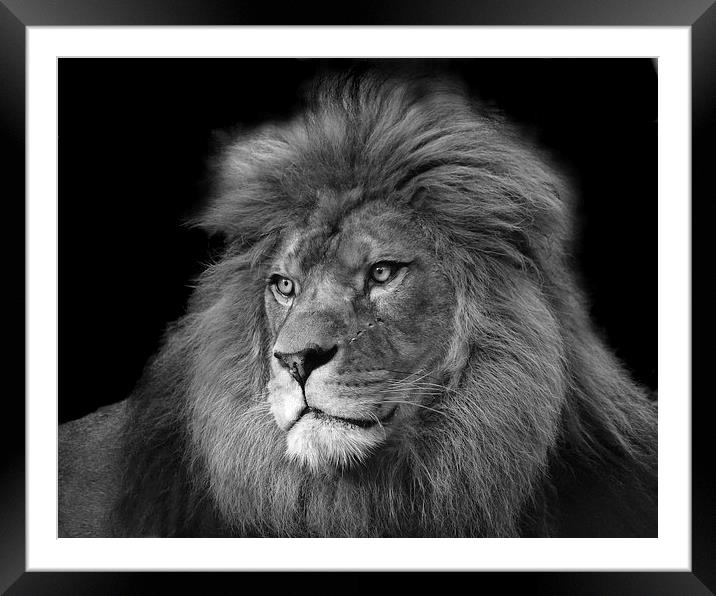 Barbary Lion Framed Mounted Print by Selena Chambers