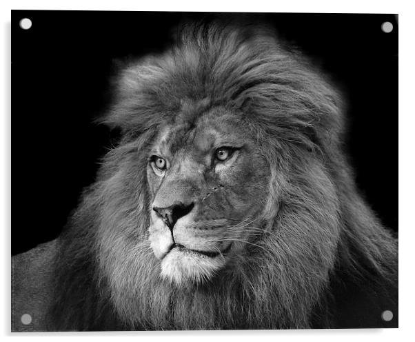 Barbary Lion Acrylic by Selena Chambers