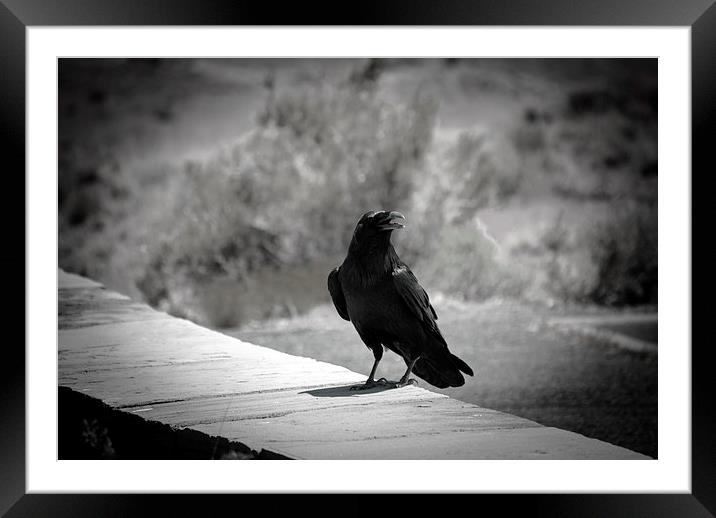 Black Bird Framed Mounted Print by Judy Hall-Folde