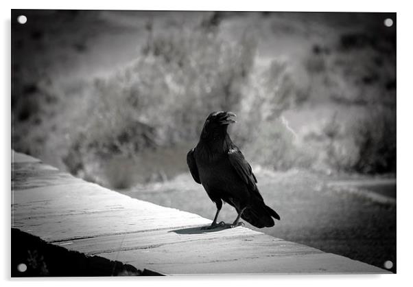 Black Bird Acrylic by Judy Hall-Folde