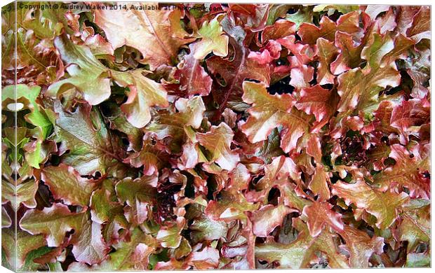 Red Salad Leaves Canvas Print by Audrey Walker