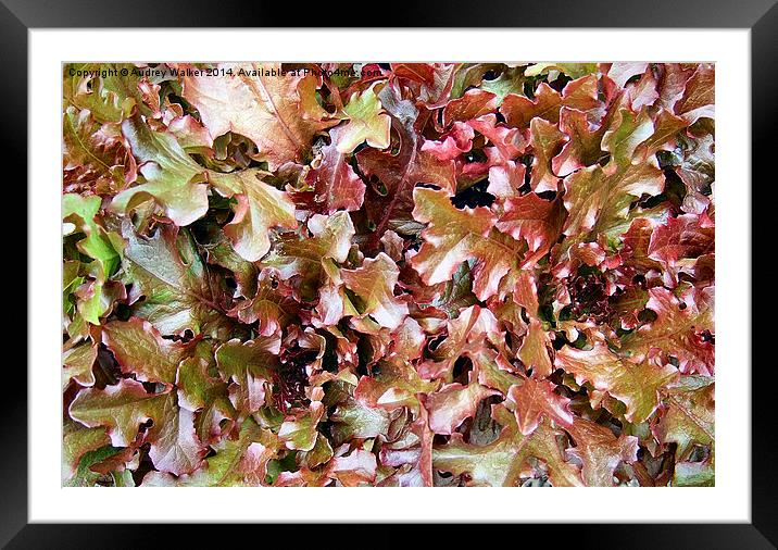 Red Salad Leaves Framed Mounted Print by Audrey Walker