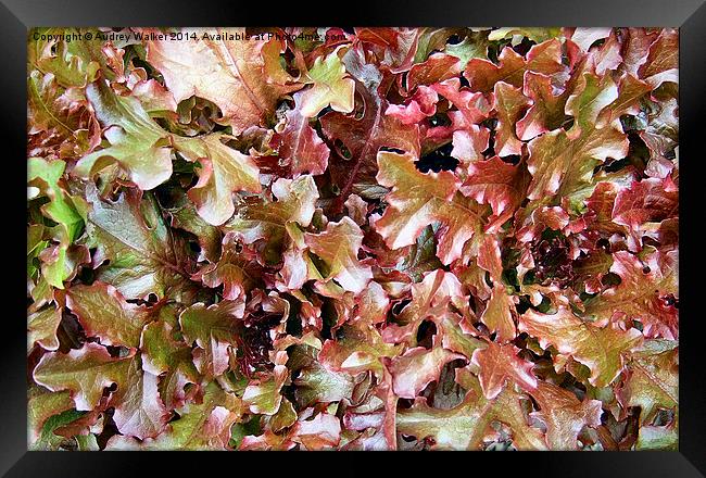 Red Salad Leaves Framed Print by Audrey Walker