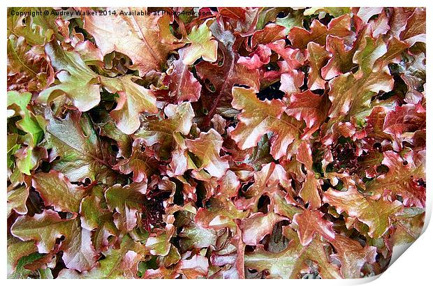 Red Salad Leaves Print by Audrey Walker